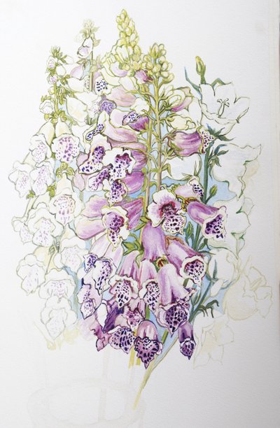 Foxgloves and White Campanulas by Joan Thewsey